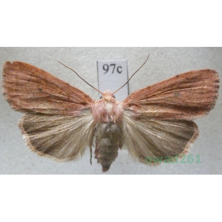 Xestia castanea (Esper, 1798) Czech97c